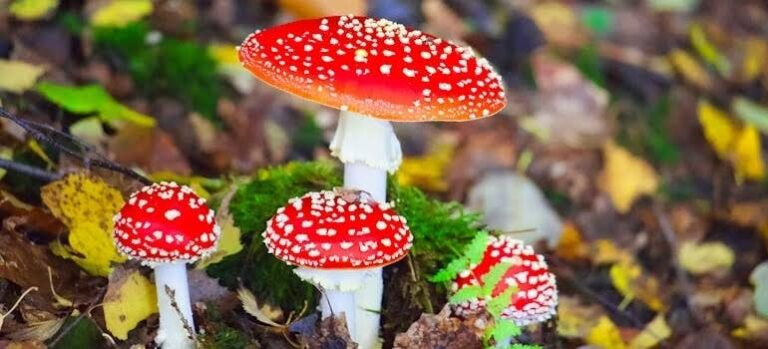 Ibotensäure vs. Muscimol: Die Alchemie des Fliegenpilzes